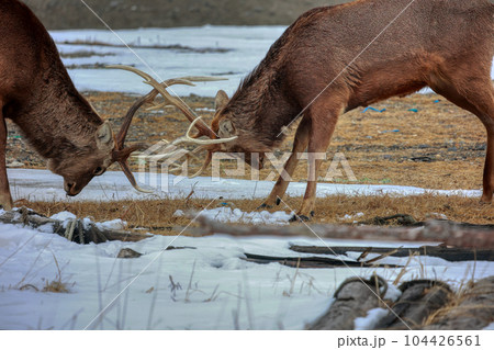 北海道　野付半島　エゾシカの決闘 104426561