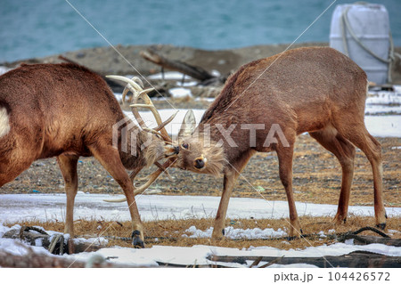 北海道　野付半島　エゾシカの決闘 104426572