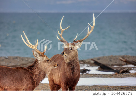 北海道 野付半島 エゾシカの決闘 北海道 野付半島 エゾシカの決闘 104426575