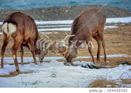 北海道　野付半島　エゾシカの決闘 104426592