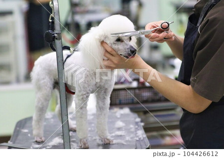 トリミング中に可愛く舌を見せる白いトイプードルのベイリーくん♡ 104426612