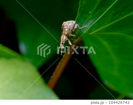 上翅にこぶ状の突起を持つゾウムシ科シロコブゾウムシ 上翅にこぶ状の突起を持つゾウムシ科シロコブゾウムシ 104426742