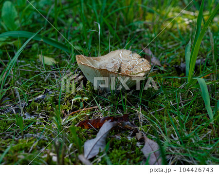 きのこワールド 大形キノコ ベニタケ科シロハツ きのこワールド 大形キノコ ベニタケ科シロハツ 104426743
