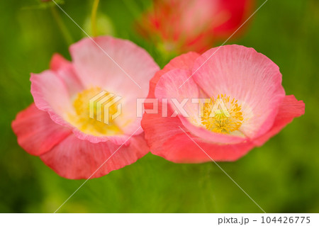 家の周りの草花　四季の色々　美しい可憐な花びら　花壇の彩り　ヒナゲシ　　　壇の彩り 104426775