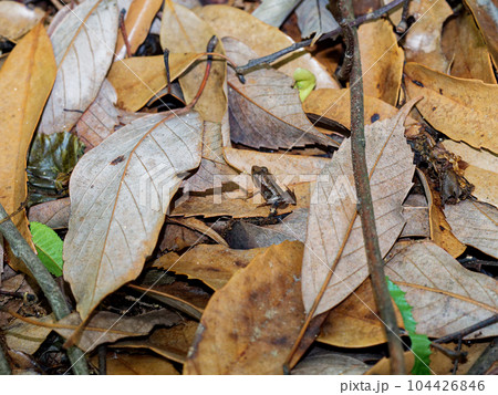 アラカシ林のタゴガエルの幼体 104426846