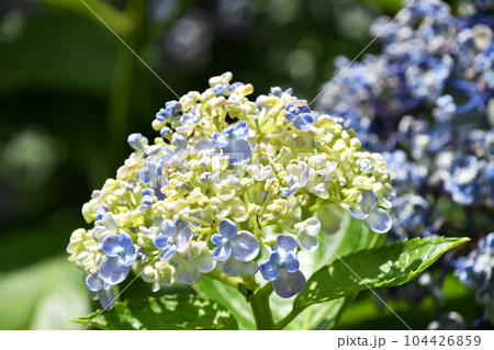 ウズアジサイ(渦紫陽花) ウズアジサイ(渦紫陽花) 104426859