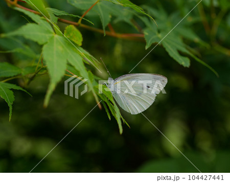 シロチョウ科スジグロシロチョウの休息  104427441