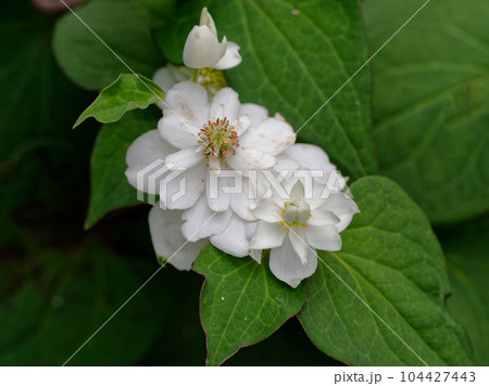 八重咲どくだみの花 八重咲どくだみの花 104427443