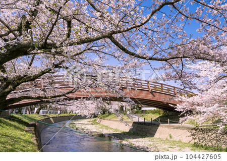 桜の季節の大口町 堀尾跡公園 姥堂と五条川に掛かる裁断橋 104427605