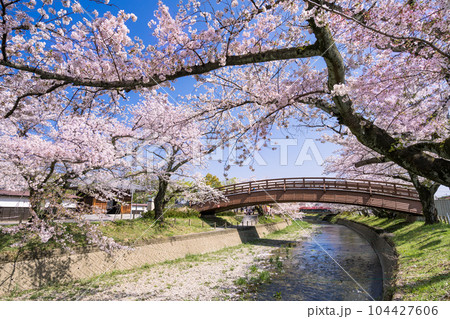 桜の季節の大口町 堀尾跡公園 姥堂と五条川に掛かる裁断橋 104427606