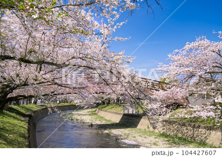 桜の季節の大口町 堀尾跡公園 姥堂と五条川に掛かる裁断橋 桜の季節の大口町 堀尾跡公園 姥堂と五条川に掛かる裁断橋 104427607