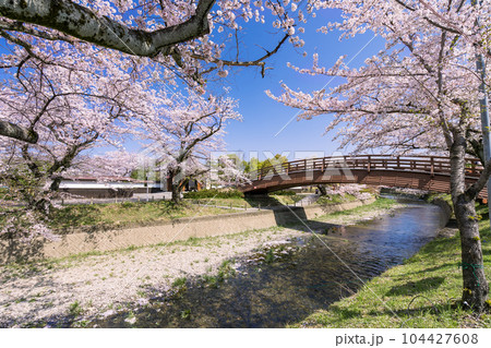 桜の季節の大口町 堀尾跡公園 姥堂と五条川に掛かる裁断橋 104427608