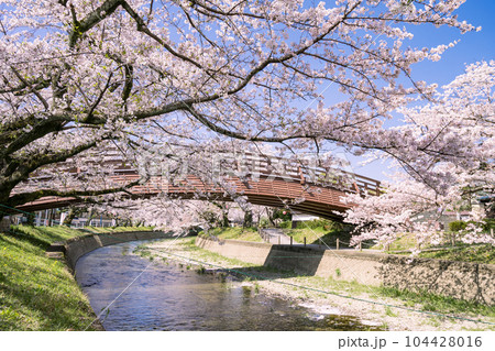 桜の季節の大口町 堀尾跡公園 姥堂と五条川に掛かる裁断橋 桜の季節の大口町 堀尾跡公園 姥堂と五条川に掛かる裁断橋 104428016