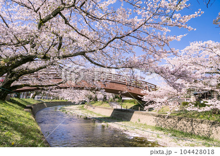 桜の季節の大口町 堀尾跡公園 姥堂と五条川に掛かる裁断橋 104428018