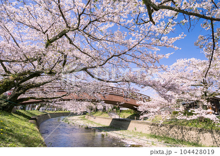 桜の季節の大口町 堀尾跡公園 姥堂と五条川に掛かる裁断橋 104428019