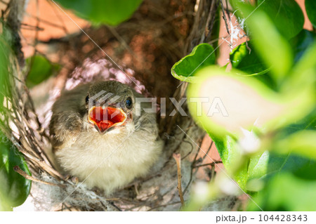 baby bird open mouth in a nest waiting for food from mother bird . 104428343