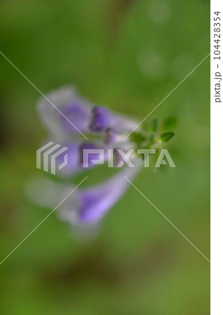 美しい色合いのムラサキケマン アップ 美しい色合いのムラサキケマン アップ 104428354