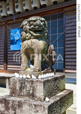 三宅八幡宮の鳩（京都市左京区上高野） 104428743