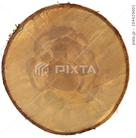 Cross Section of a Tree Trunk Isolated on White Background 104429001