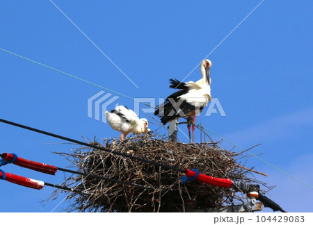 コウノトリ 104429083