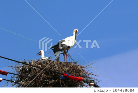 コウノトリ コウノトリ 104429084