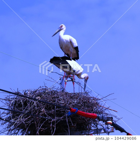 コウノトリ コウノトリ 104429086