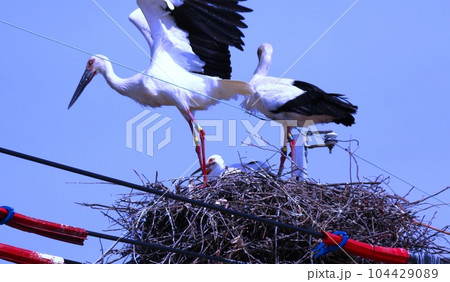 コウノトリ 104429089