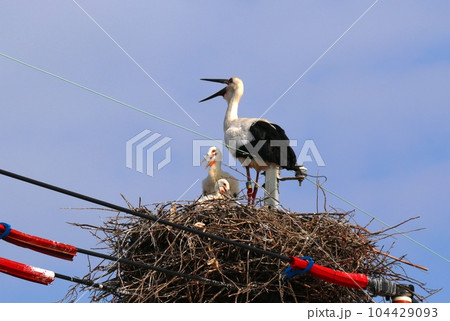 コウノトリ コウノトリ 104429093