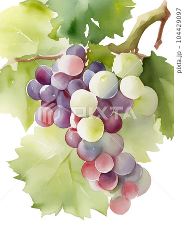 ぶどうの水彩イラスト Generative AI ぶどうの水彩イラスト Generative AI 104429097