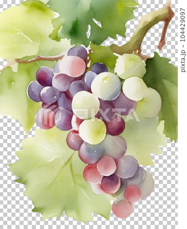 ぶどうの水彩イラスト Generative AI ぶどうの水彩イラスト Generative AI 104429097