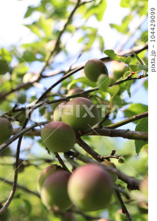 小梅が実る 104429099