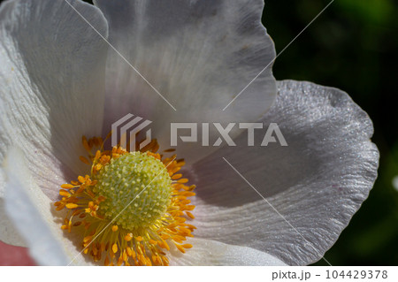 White spring flowers in green grass lawn. White anemone flowers. Anemone sylvestris, snowdrop anemone, windflower 104429378