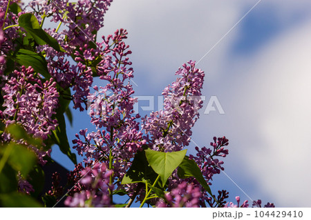purple lilac shrub blossoms in spring. Beautiful floral nature wallpaper in the green garden 104429410