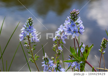 Closeup on the brlliant blue flowers of germander speedwell, Veronica prostrata growing in spring in a meadow, sunny day, natural environment 104429429