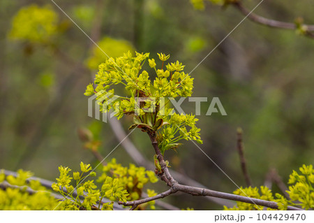 The maple Acer platanoides blooms before the leaves bloom. Yellow, fragrant maple flowers, blurred, natural background The maple Acer platanoides blooms before the leaves bloom. Yellow, fragrant maple flowers, blurred, natural background 104429470