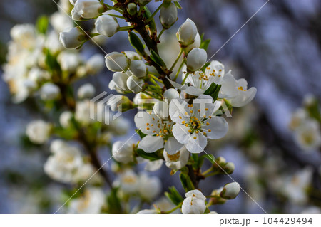 Selective focus of beautiful branches of plum blossoms on the tree under blue sky, Beautiful Sakura flowers during spring season in the park, Floral pattern texture, Nature background 104429494