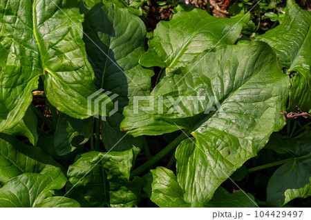 Cuckoopint or Arum maculatum arrow shaped leaf, woodland poisonous plant in family Araceae. arrow shaped leaves. Other names are nakeshead, adder's root, arum, wild arum, arum lily, lords-and-ladies Cuckoopint or Arum maculatum arrow shaped leaf, woodland poisonous plant in family Araceae. arrow shaped leaves. Other names are nakeshead, adder's root, arum, wild arum, arum lily, lords-and-ladies 104429497