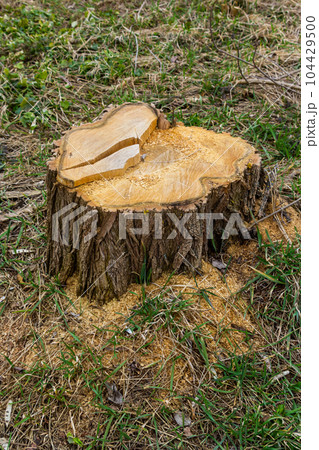 A tree stump in a spring forest, ecological problems associated with deforestation A tree stump in a spring forest, ecological problems associated with deforestation 104429500