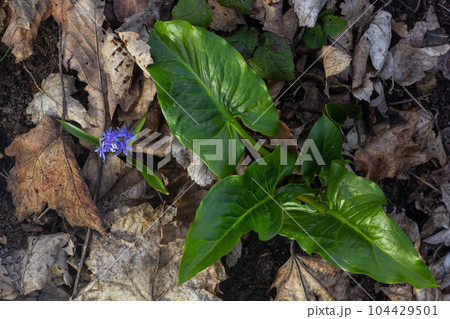Cuckoopint or Arum maculatum arrow shaped leaf, woodland poisonous plant in family Araceae. arrow shaped leaves. Other names are nakeshead, adder's root, arum, wild arum, arum lily, lords-and-ladies Cuckoopint or Arum maculatum arrow shaped leaf, woodland poisonous plant in family Araceae. arrow shaped leaves. Other names are nakeshead, adder's root, arum, wild arum, arum lily, lords-and-ladies 104429501