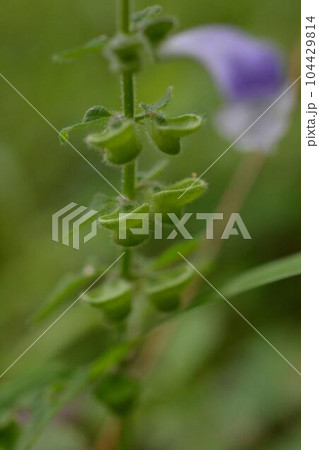 ムラサキケマン ムラサキケマン 104429814