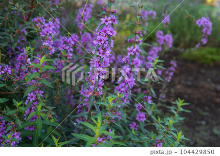 中央をクローズアップした紫のミソハギ・秋の花の写真素材 [104429850