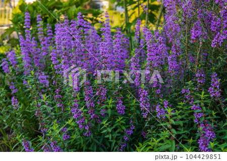 秋に咲く紫色のミソハギの花 秋に咲く紫色のミソハギの花 104429851