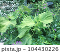 庭の大葉 104430226