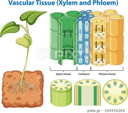 Plant Cohesion Vascular Tissue (Xylem and Phloem) 104430260