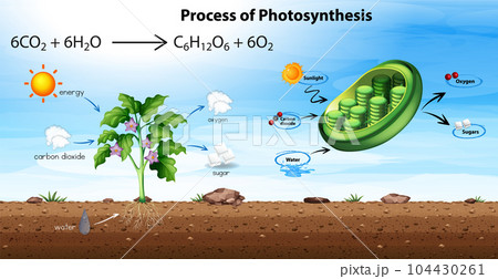 Process of photosynthesis diagram 104430261