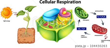 Plant cell anatomy structure 104430263