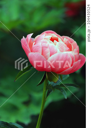 芍薬 104430524