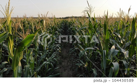 Corn young field. Seedlings planted in a row. Corn young field. Seedlings planted in a row. 104430589