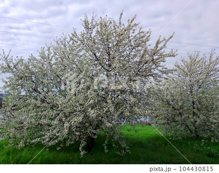 Blooming cherries on a green meadow, against the backdrop of the Dnieper River. Ukraine (April 2023) 104430815