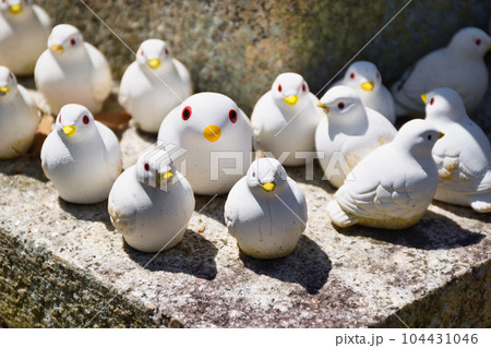 三宅八幡宮の鳩（京都市左京区上高野） 104431046